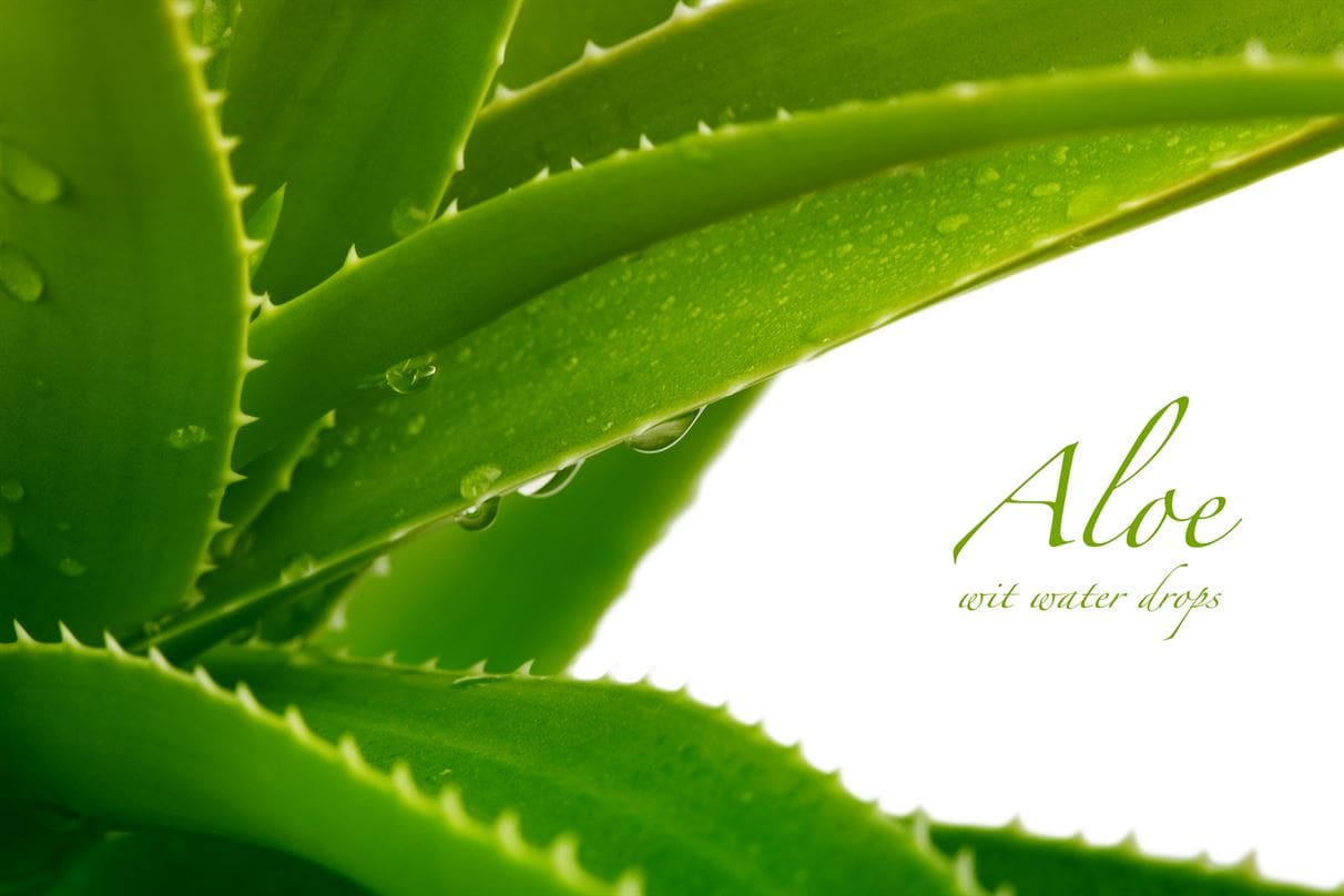 Benefits of Aloe Vera For Hair