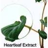 Anua Heartleaf 70% Intense Calming Cream