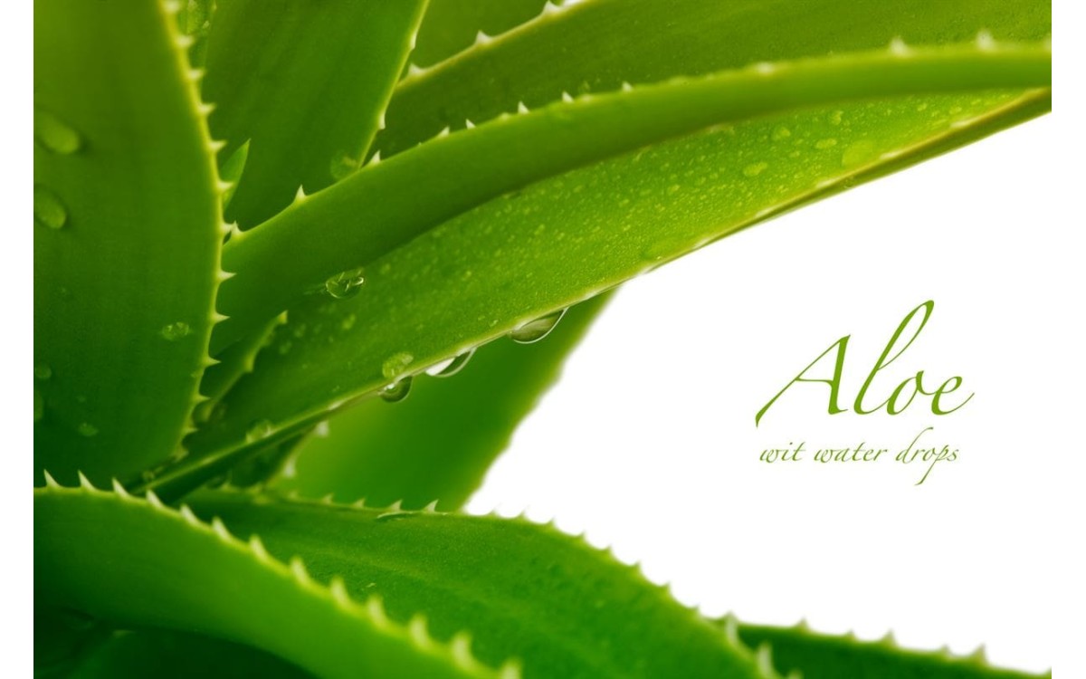 Benefits of Aloe Vera For Hair