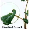 Anua Heartleaf 77% Clear Pad
